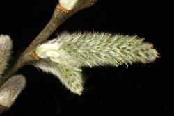 Salix aegyptiaca × S. caprea. Female catkin.
 Image: D. Glenny © Landcare Research 2020 CC BY 4.0